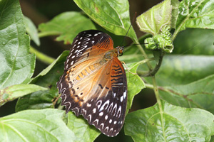 Cethosia biblis biblis
