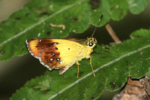 Scobura cephaloides kinka