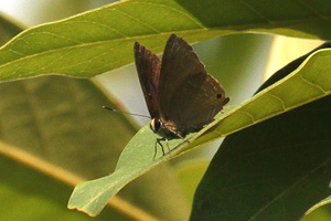 Virachola thanlwina