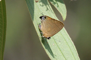 Rapala rosacea