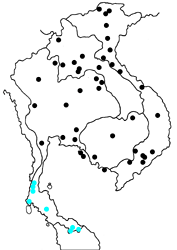 Papilio paradoxa aenigma map