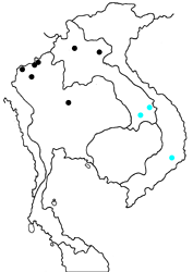Monodontides musina pelides map