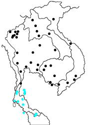 Zizula hylax pygmaea map