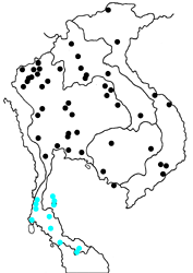 Jamides bochus bochus map