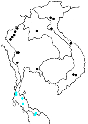 Jamides caeruleus somnuki map