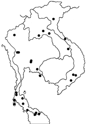 Jamides elpis pseudelpis map