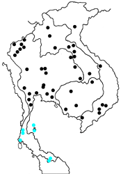 Prosotas dubiosa indica map