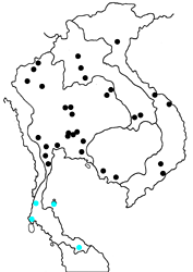 Anthene lycaenina miya map