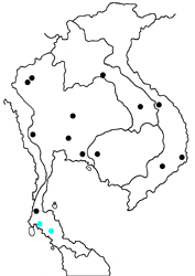 Arhopala arvina aboe map