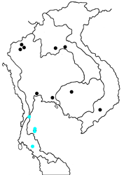 Arhopala asinarus asinarus map