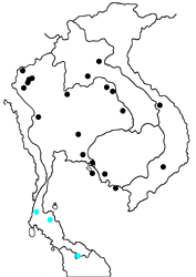 Flos fulgida singhapura map