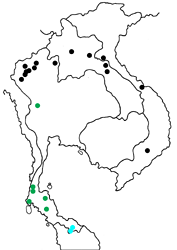 Flos anniella yunnanensis map