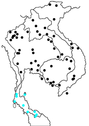 Hypolycaena amasa amasa map