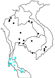 Araotes lapithis arianus map
