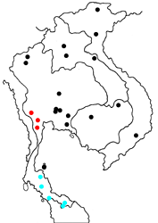 Burara oedipodea belesis map