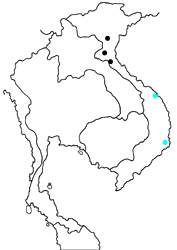 Capila lineata irregularis map