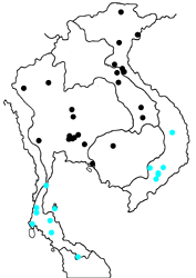 Celaenorrhinus asmara asmara map