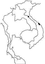 Pintara capiloides map