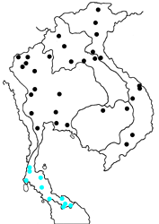 Koruthaialos rubecula hector map