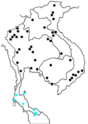 Ancistroides curvifascia corinda map
