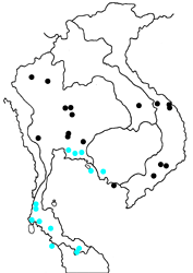 Lotongus calathus balta map