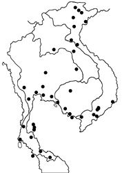 Ideopsis similis persimilis map