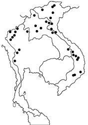 Lethe verma stenopa map