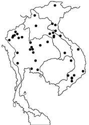 Mycalesis sangaica tunicula map