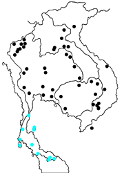 Mycalesis perseus tabitha map
