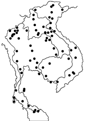 Mycalesis perseoides map