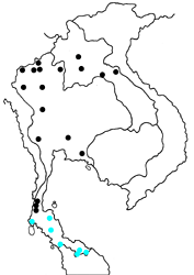 Mycalesis visala phamis map