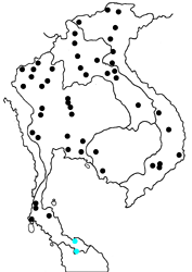 Mycalesis anaxias aemate map