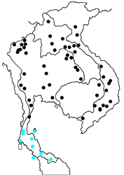 Ypthima singorensis indosinica map