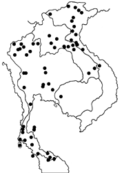 Faunis canens arcesilas map