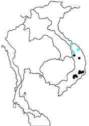 Faunis bicoloratus obscurus map