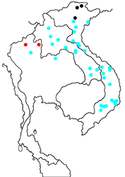 Faunis eumeus ssp. map