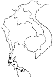 Faunis gracilis gracilis map