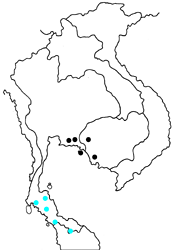 Melanocyma faunula kimurai map