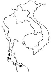 Amathusia ochraceofusca map