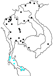Discophora timora timora map