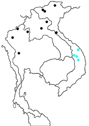 Enispe cycnus vertex map