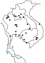 Polyura schreiber assamensis map