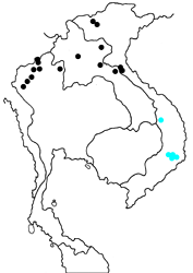 Polyura dolon grandis map