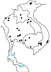 Chersonesia intermedia rahrioides map