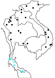 Dichorragia nesimachus nesimachus map