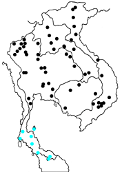Euripus nyctelius nyctelius map