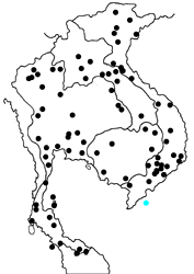 Cirrochroa tyche mithila map