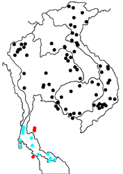 Lebadea martha martha Map