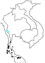Cynitia flora cooperi map