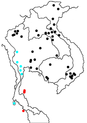 Cynitia cocytus cocytus map